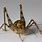 Baby Spider Cricket