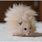 Baby Teddy Bear Hamster