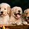 Background Dogs Pictures