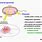 Bacterial Genome