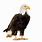 Bald Eagle with White Background