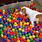 Ball Pit for Dogs
