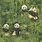 Bamboo Panda Wallpaper