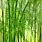 Bamboo Phone Wallpaper