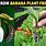 Banana Plant Seeds