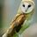 Barn Owl Pictures