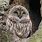 Barred Owl in Sugar Maple