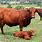 Barzona Cattle