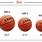 Basketball Diameter