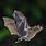 Bat Nature