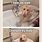 Bath Funny Dog Memes