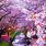 Beautiful Cherry Blossoms Japan