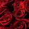 Beautiful Dark Red Roses