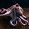 Beautiful Octopus