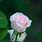 Beautiful Pale Pink Rose