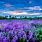 Beautiful Purple Flower Field
