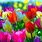 Beautiful Spring Tulip Desktop Wallpaper