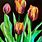 Beautiful Tulip Paintings