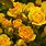 Beautiful Yellow Garden Roses