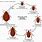 Bed Bug Life Cycle Pictures