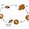 Bee Hive Life Cycle