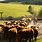 Beef Cattle Herd