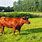 Belgian Red Cattle