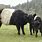 Belted Galloway Calves