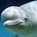Beluga Dolphin