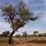 Bembe Mali Tree