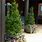 Best Container Trees for Patio