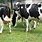 Best Dairy Cows in Kenya