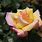 Best Hybrid Tea Roses