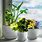 Best Pots for Indoor Plants