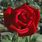 Best Red Hybrid Tea Rose