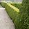 Best Small Hedge Plants