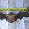 Big Brown Bat Size