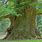 Big Old Oak Tree