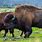 Biggest Bison in the World