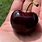 Biggest Cherry in the World