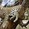 Bildschirmschoner Leopard