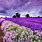 Bing Lavender Fields