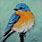 Bird Painting Acrylic Paint