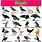 Birds Chart Paper