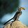 Birds of Zimbabwe