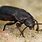 Black Beetle Bug In-House