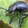 Black Beetle with Wings