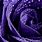 Black Blue and Purple Roses