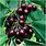 Black Cherry Tree Fruit