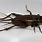 Black Cricket Bug